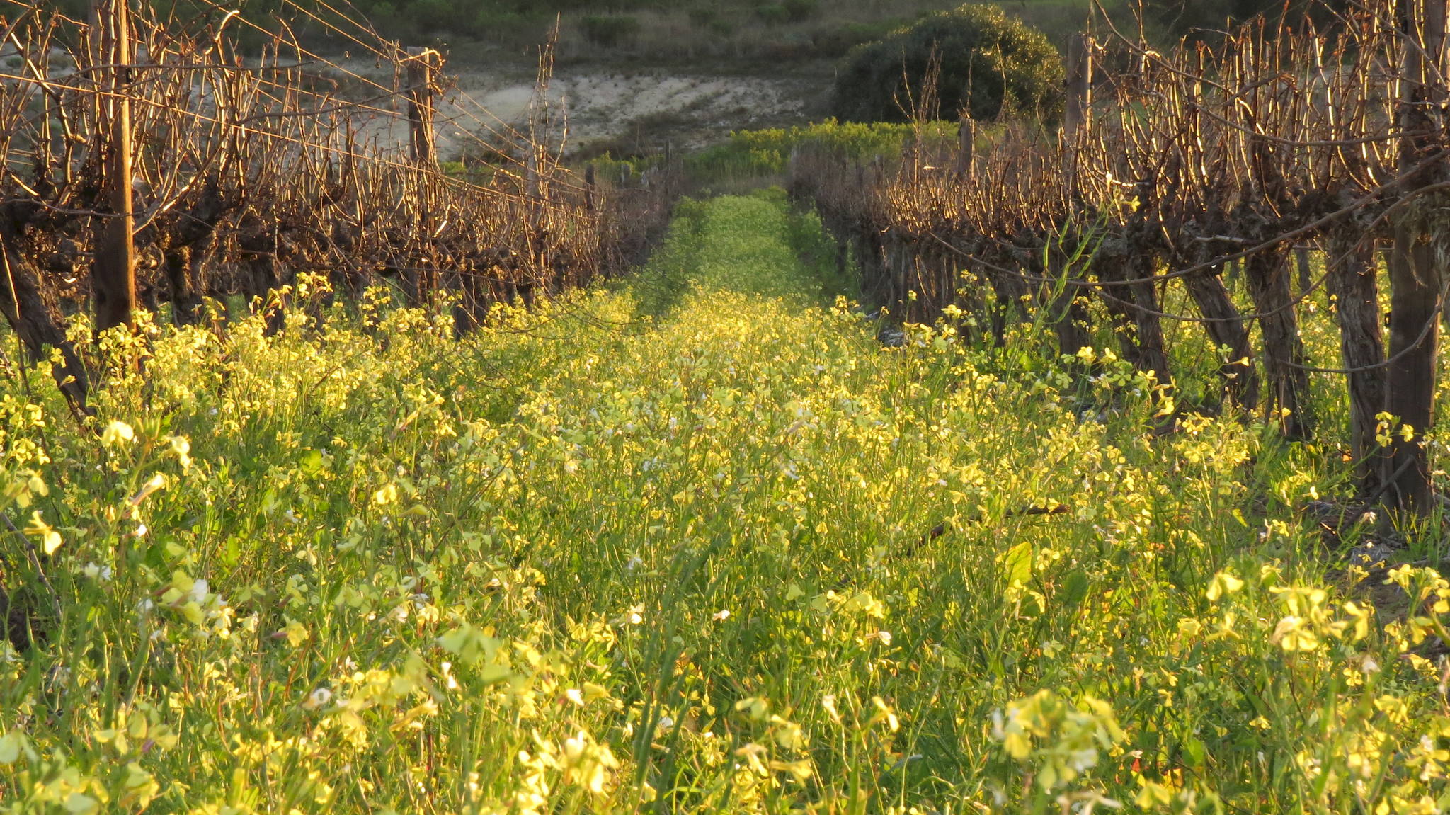 Lush wintertime too